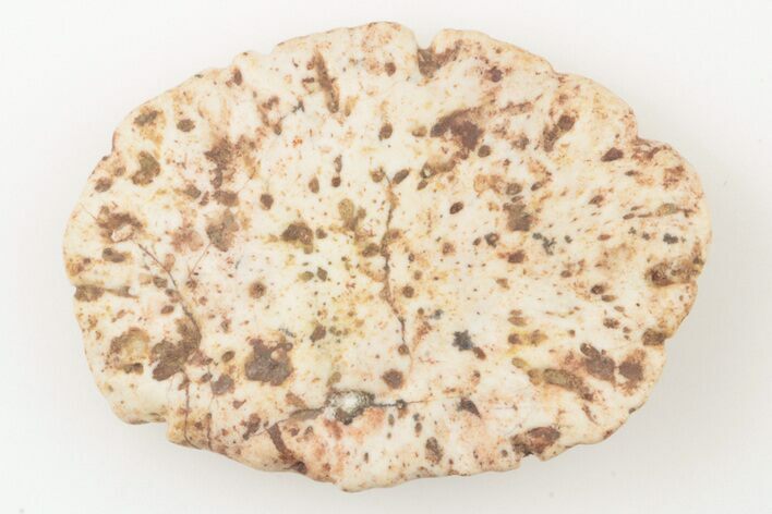 Fossil Phytosaur Scute - New Mexico #192882